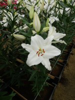 [5290 Avventura No02.JPG]